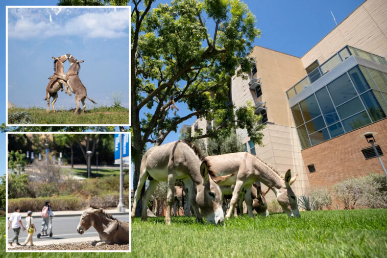 wild-donkeys-take-over-califronia-uc-campus-as-university-issues-warning-to-students