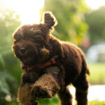 photos-—-tiny-rescue-dog-alerts-grandpa-to-medical-emergency-in-nick-of-time:-‘lola-may-have-saved-his-life’