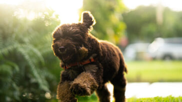 photos-—-tiny-rescue-dog-alerts-grandpa-to-medical-emergency-in-nick-of-time:-‘lola-may-have-saved-his-life’