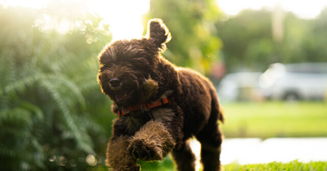 photos-—-tiny-rescue-dog-alerts-grandpa-to-medical-emergency-in-nick-of-time:-‘lola-may-have-saved-his-life’