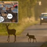 deer-crashes-in-ny-spike-during-fall-mating-season-—-and-cause-60k-accidents-a-year:-dot
