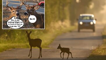 deer-crashes-in-ny-spike-during-fall-mating-season-—-and-cause-60k-accidents-a-year:-dot