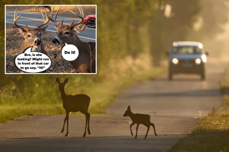 deer-crashes-in-ny-spike-during-fall-mating-season-—-and-cause-60k-accidents-a-year:-dot
