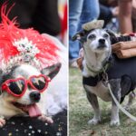 dog-parents-to-spend-nearly-$1b-on-halloween-costumes-this-year-—-and-one-costume-leads-the-pack