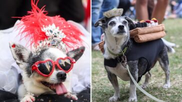 dog-parents-to-spend-nearly-$1b-on-halloween-costumes-this-year-—-and-one-costume-leads-the-pack