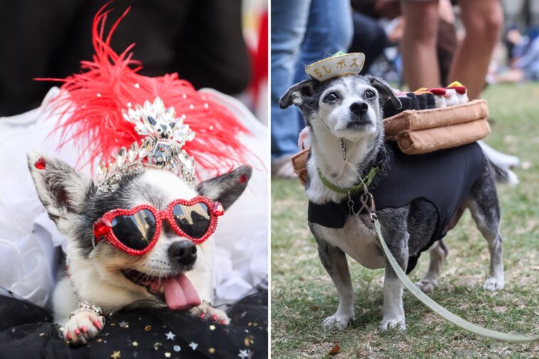 dog-parents-to-spend-nearly-$1b-on-halloween-costumes-this-year-—-and-one-costume-leads-the-pack