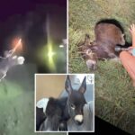 heartbreaking-bodycam-footage-shows-moment-georgia-cop-shoots-beloved,-gentle-donkey-heehaw
