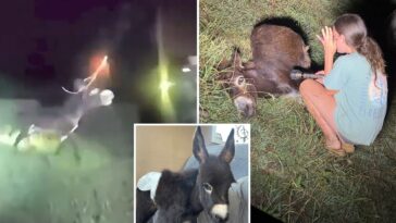 heartbreaking-bodycam-footage-shows-moment-georgia-cop-shoots-beloved,-gentle-donkey-heehaw