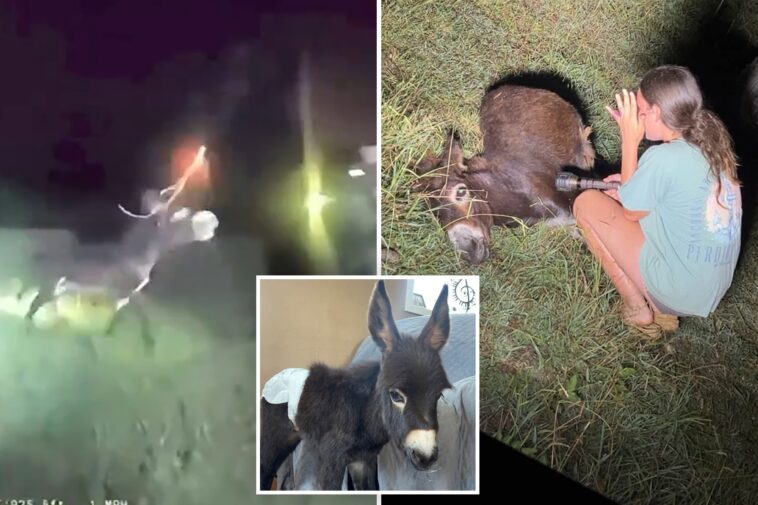 heartbreaking-bodycam-footage-shows-moment-georgia-cop-shoots-beloved,-gentle-donkey-heehaw