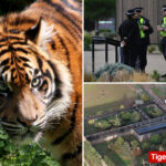 man-mauled-by-tiger-after-entering-enclosure-at-wildlife-park-in-england