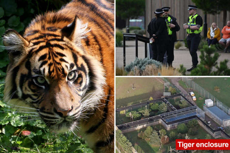 man-mauled-by-tiger-after-entering-enclosure-at-wildlife-park-in-england