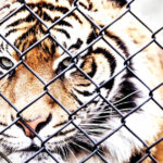 horror:-man-mauled-to-death-by-tiger-after-jumping-into-enclosure-at-uk-zoo