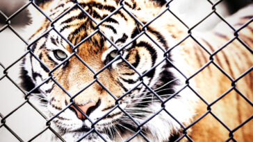 horror:-man-mauled-to-death-by-tiger-after-jumping-into-enclosure-at-uk-zoo