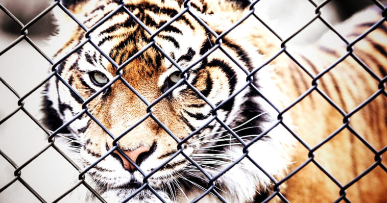 horror:-man-mauled-to-death-by-tiger-after-jumping-into-enclosure-at-uk-zoo