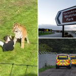 man-mauled-to-death-after-entering-tiger-enclosure-at-zoo