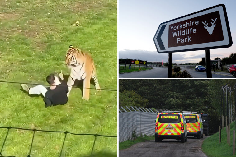 man-mauled-to-death-after-entering-tiger-enclosure-at-zoo