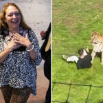 ‘tiger-king’-star-carole-baskin-tells-post-that-‘tiger-was-doing-nothing-wrong’-when-it-mauled-uk-zoo-intruder