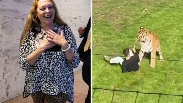 ‘tiger-king’-star-carole-baskin-tells-post-that-‘tiger-was-doing-nothing-wrong’-when-it-mauled-uk-zoo-intruder
