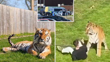 man-mauled-to-death-by-tiger-was-happily-dancing,-posing-for-pics-with-the-animal-before-he-jumped-into-uk-wildlife-enclosure