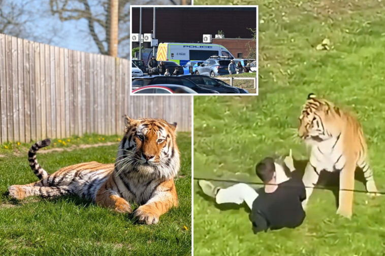 man-mauled-to-death-by-tiger-was-happily-dancing,-posing-for-pics-with-the-animal-before-he-jumped-into-uk-wildlife-enclosure