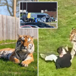 fate-of-tiger-that-fatally-mauled-visitor-at-uk-wildlife-park-revealed