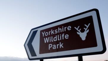 tiger-kills-man-who-entered-big-cat-enclosure-at-english-wildlife-park