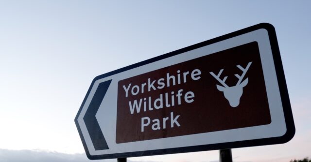 tiger-kills-man-who-entered-big-cat-enclosure-at-english-wildlife-park
