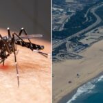 mosquitos-spike-in-la-with-hellish-hoards-wreaking-havoc-across-city