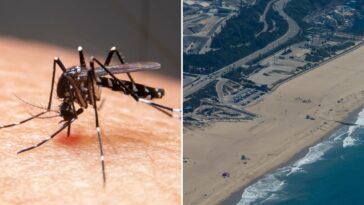mosquitos-spike-in-la-with-hellish-hoards-wreaking-havoc-across-city
