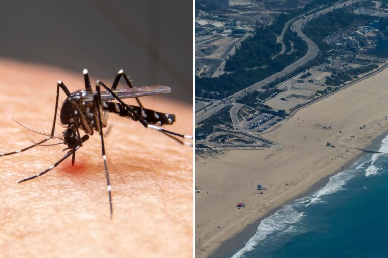 mosquitos-spike-in-la-with-hellish-hoards-wreaking-havoc-across-city