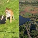 man-fatally-mauled-by-tiger-prayed,-bowed-down-to-big-cat-inside-uk-wildlife-enclosure-after-stranger-tried-to-pull-him-back