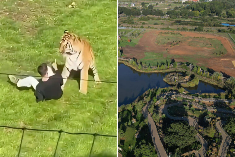 man-fatally-mauled-by-tiger-prayed,-bowed-down-to-big-cat-inside-uk-wildlife-enclosure-after-stranger-tried-to-pull-him-back