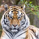 zoo-confirms-tiger-that-attacked,-killed-intruder-will-not-be-euthanised
