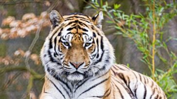 zoo-confirms-tiger-that-attacked,-killed-intruder-will-not-be-euthanised