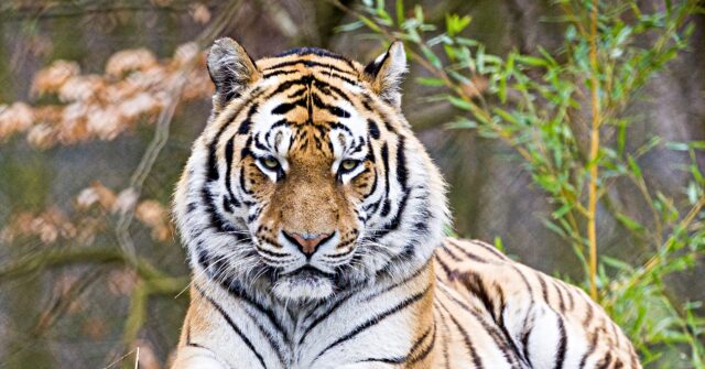 zoo-confirms-tiger-that-attacked,-killed-intruder-will-not-be-euthanised