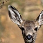 california-fish-and-wildlife-using-armed-‘ground-based-specialists’-to-rid-catalina-island-of-mule-deer
