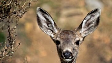 california-fish-and-wildlife-using-armed-‘ground-based-specialists’-to-rid-catalina-island-of-mule-deer