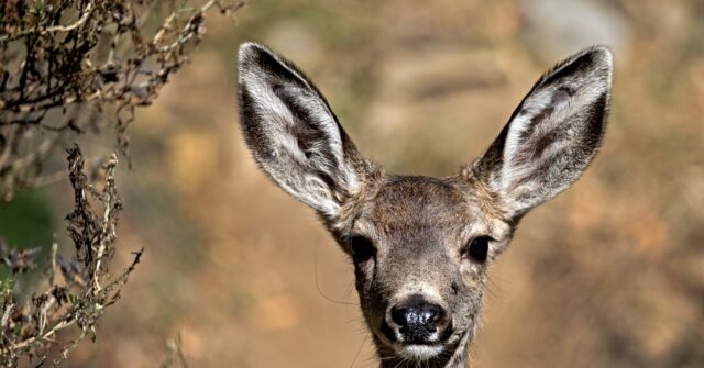 california-fish-and-wildlife-using-armed-‘ground-based-specialists’-to-rid-catalina-island-of-mule-deer