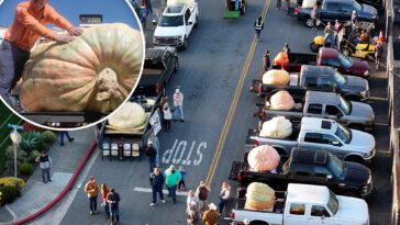halloween’s-super-bowl-of-pumpkin-growers-descends-on-california-beach-town-—-see-the-giant-that-won