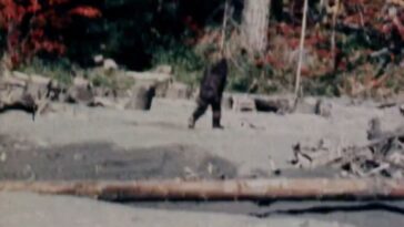 bigfoot-clip-everyone’s-seen-is-shown-to-be-total-fraud-after-film-cannister-stored-in-safe-for-decades-found