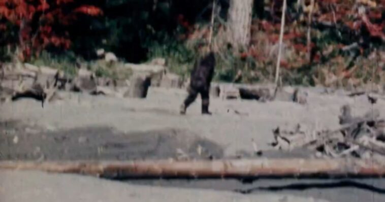 bigfoot-clip-everyone’s-seen-is-shown-to-be-total-fraud-after-film-cannister-stored-in-safe-for-decades-found