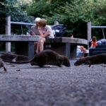 america’s-most-rat-infested-cities-ranked-as-midwest-surprise-cracks-top-10