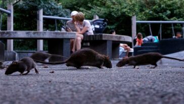 america’s-most-rat-infested-cities-ranked-as-midwest-surprise-cracks-top-10