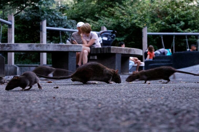 america’s-most-rat-infested-cities-ranked-as-midwest-surprise-cracks-top-10