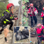 two-women-and-four-dogs-rescued-from-rapidly-rising-california-river-amid-monster-storm