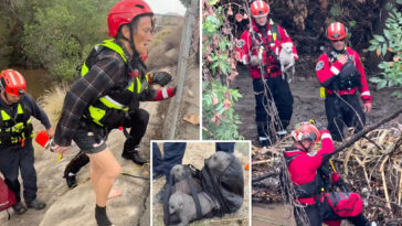 two-women-and-four-dogs-rescued-from-rapidly-rising-california-river-amid-monster-storm