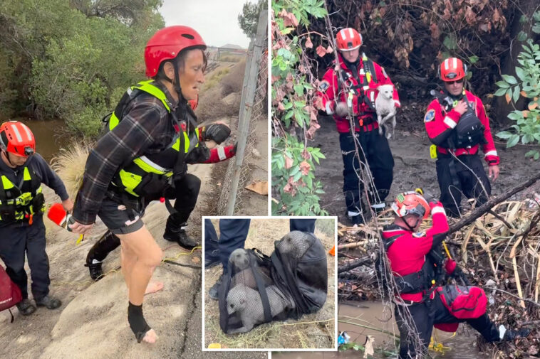 two-women-and-four-dogs-rescued-from-rapidly-rising-california-river-amid-monster-storm