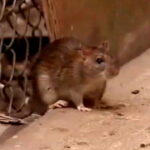 oh-rats!-terminix-releases-list-of-america’s-most-rat-infested-cities