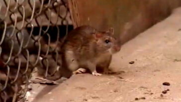 oh-rats!-terminix-releases-list-of-america’s-most-rat-infested-cities