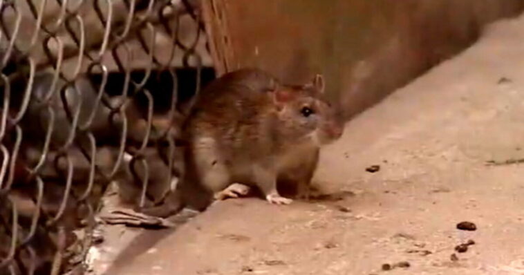 oh-rats!-terminix-releases-list-of-america’s-most-rat-infested-cities